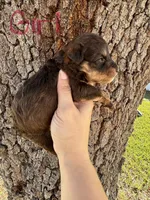 Ursula , a female Miniature Aussiedoodle for sale in Brooksville, FL – 1 of 4