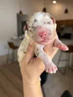 Pickles, a male Aussiedoodle and Miniature Aussiedoodle for sale in Brooksville, FL – 5 of 6