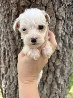 Gaston, a male Miniature Aussiedoodle for sale in Brooksville, FL – 9 of 9
