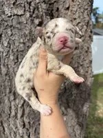Pickles, a male Aussiedoodle and Miniature Aussiedoodle for sale in Brooksville, FL – 3 of 6