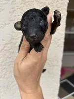Snickers, a male Poodle - Toy  and Miniature Aussiedoodle for sale in Brooksville, FL – 2 of 3