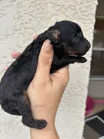 Snickers, a male Poodle - Toy  and Miniature Aussiedoodle for sale in Brooksville, FL – 3 of 3