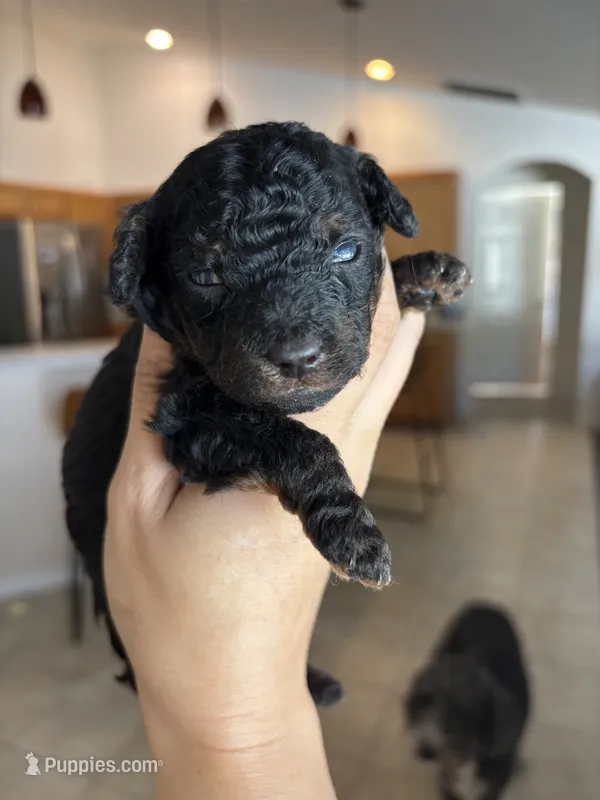 Snickers – Poodle - Toy , Miniature Aussiedoodle puppy on hold in Brooksville, FL