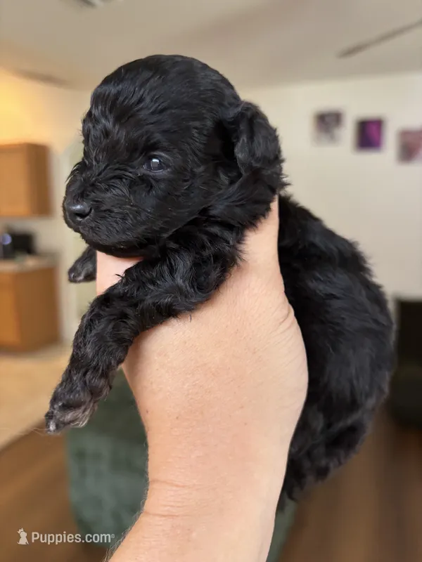 Twix - Toy - under 10lbs full grown – Aussiedoodle, Miniature Aussiedoodle puppy for sale in Brooksville, FL