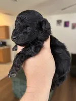 Twix - Toy - under 10lbs full grown, a male Aussiedoodle and Miniature Aussiedoodle for sale in Brooksville, FL – 1 of 4