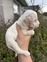 Gaston, a male Miniature Aussiedoodle for sale in Brooksville, FL – 7 of 9
