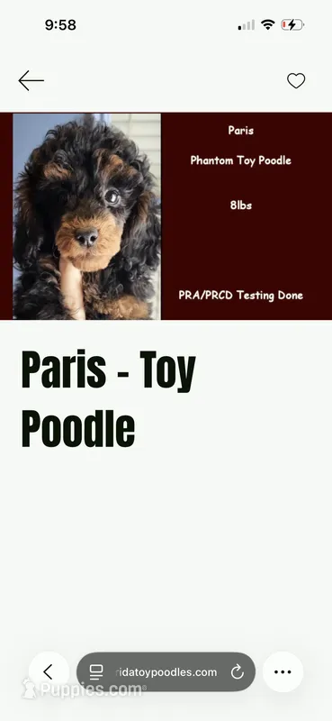 Paris – Poodle - Toy  puppy for sale in Brooksville, FL