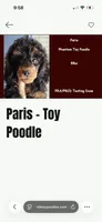 Paris, a female Poodle - Toy  for sale in Brooksville, FL – 1 of 2