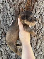 Scar, a male Miniature Aussiedoodle for sale in Brooksville, FL – 3 of 4