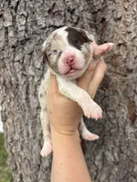 Patch, a female Aussiedoodle and Miniature Aussiedoodle for sale in Brooksville, FL – 3 of 6