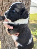 Lucky- Blue eyes, a female Aussiedoodle and Miniature Aussiedoodle for sale in Brooksville, FL – 2 of 4