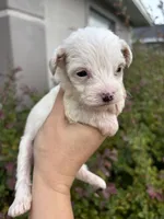 Gaston, a male Miniature Aussiedoodle for sale in Brooksville, FL – 6 of 9
