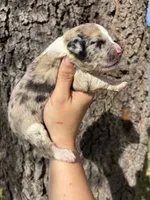 Prim, a female Aussiedoodle and Miniature Aussiedoodle for sale in Brooksville, FL – 3 of 6
