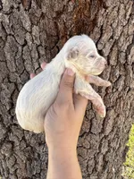 Hades, a male Miniature Aussiedoodle for sale in Brooksville, FL – 2 of 4