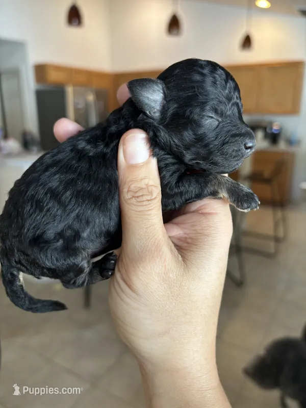 Twix – Australian Shepherd, Poodle - Toy  puppy on hold in Brooksville, FL