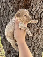 Prince Hans, a male Miniature Aussiedoodle for sale in Brooksville, FL – 2 of 4