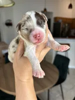 Patch, a female Aussiedoodle and Miniature Aussiedoodle for sale in Brooksville, FL – 1 of 6