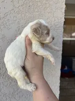 Jafar, a male Miniature Aussiedoodle for sale in Brooksville, FL – 3 of 4
