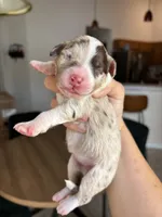Patch, a female Aussiedoodle and Miniature Aussiedoodle for sale in Brooksville, FL – 2 of 6