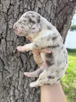 Pickles, a male Aussiedoodle and Miniature Aussiedoodle for sale in Brooksville, FL – 2 of 6