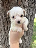 Gaston, a male Miniature Aussiedoodle for sale in Brooksville, FL – 4 of 9