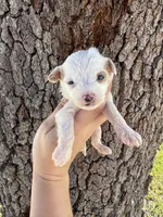 Hades, a male Miniature Aussiedoodle for sale in Brooksville, FL – 3 of 4