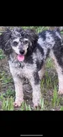 Merlin, a male Miniature Aussiedoodle for sale in Brooksville, FL – 2 of 3