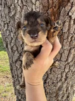 Scar, a male Miniature Aussiedoodle for sale in Brooksville, FL – 2 of 4