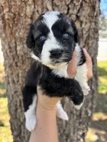 Lucky- Blue eyes, a female Aussiedoodle and Miniature Aussiedoodle for sale in Brooksville, FL – 3 of 4