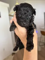 Twix - Toy - under 10lbs full grown, a male Aussiedoodle and Miniature Aussiedoodle for sale in Brooksville, FL – 3 of 4