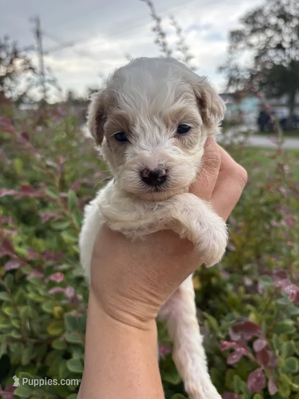 Jafar – Miniature Aussiedoodle puppy for sale in Brooksville, FL