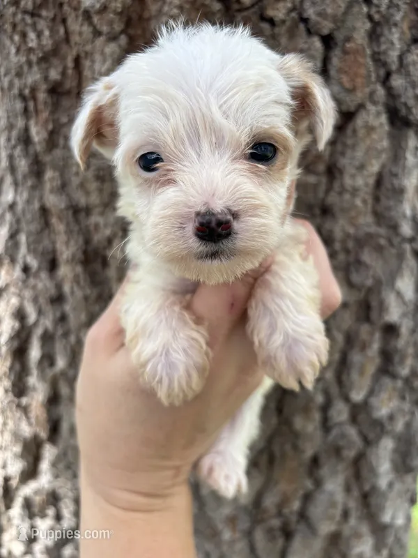 Hades – Miniature Aussiedoodle puppy for sale in Brooksville, FL