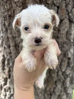 Gaston, a male Miniature Aussiedoodle for sale in Brooksville, FL – 3 of 9