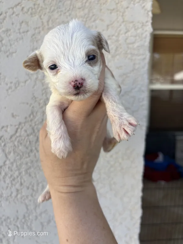 Hades – Miniature Aussiedoodle puppy for sale in Brooksville, FL