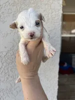 Hades, a male Miniature Aussiedoodle for sale in Brooksville, FL – 1 of 4