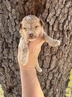 Prince Hans, a male Miniature Aussiedoodle for sale in Brooksville, FL – 4 of 4