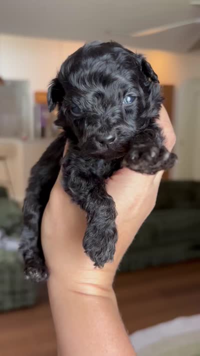 Twix - Toy - under 10lbs full grown, a male Aussiedoodle and Miniature Aussiedoodle for sale in Brooksville, FL – 4 of 4