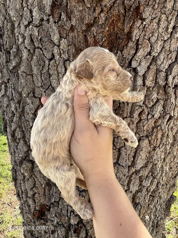 Prince Hans – Miniature Aussiedoodle puppy for sale in Brooksville, FL