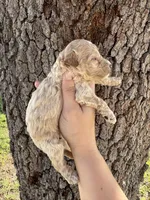 Prince Hans, a male Miniature Aussiedoodle for sale in Brooksville, FL – 1 of 4