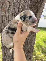 Prim, a female Aussiedoodle and Miniature Aussiedoodle for sale in Brooksville, FL – 2 of 6
