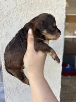 Ursula , a female Miniature Aussiedoodle for sale in Brooksville, FL – 4 of 4