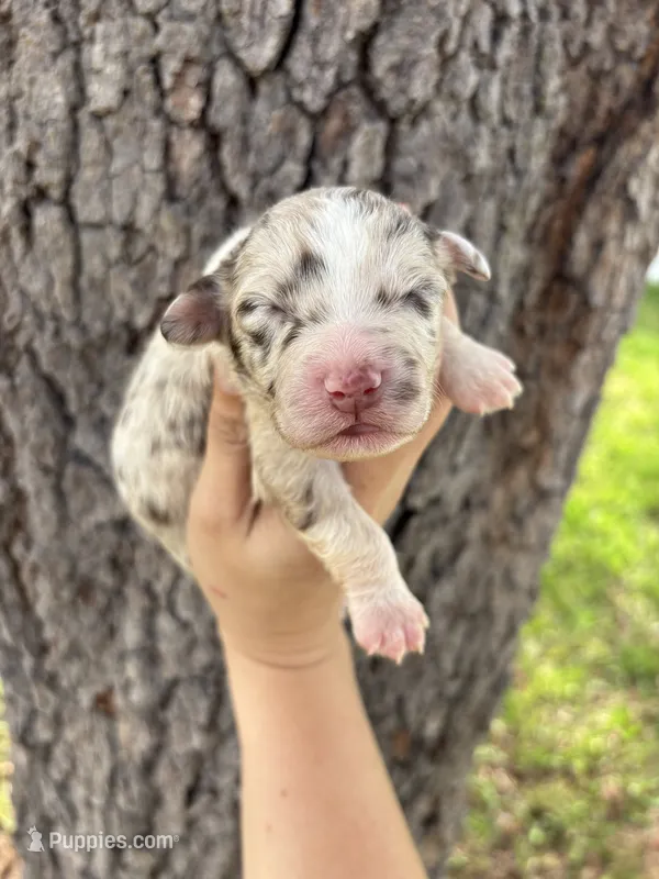 Pickles – Aussiedoodle, Miniature Aussiedoodle puppy for sale in Brooksville, FL