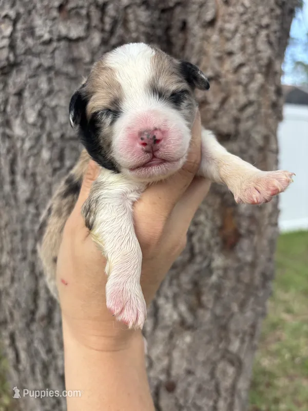 Prue – Aussiedoodle, Miniature Aussiedoodle puppy for sale in Brooksville, FL