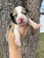 Prue, a female Aussiedoodle and Miniature Aussiedoodle for sale in Brooksville, FL – 1 of 6
