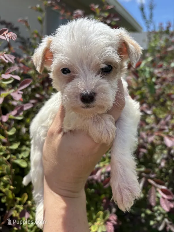 Gaston – Miniature Aussiedoodle puppy for sale in Brooksville, FL