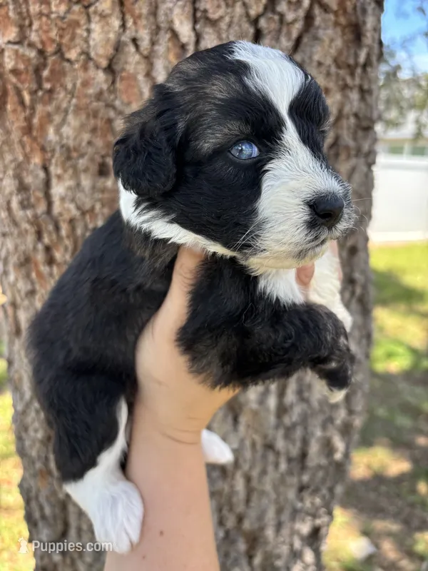 Lucky- Blue eyes – Aussiedoodle, Miniature Aussiedoodle puppy for sale in Brooksville, FL
