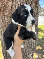 Lucky- Blue eyes, a female Aussiedoodle and Miniature Aussiedoodle for sale in Brooksville, FL – 1 of 4
