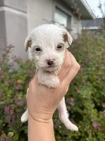 Gaston, a male Miniature Aussiedoodle for sale in Brooksville, FL – 8 of 9