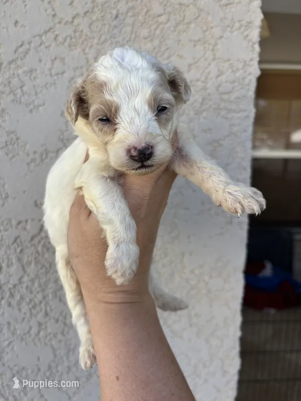Jafar – Miniature Aussiedoodle puppy for sale in Brooksville, FL