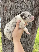Pickles, a male Aussiedoodle and Miniature Aussiedoodle for sale in Brooksville, FL – 4 of 6